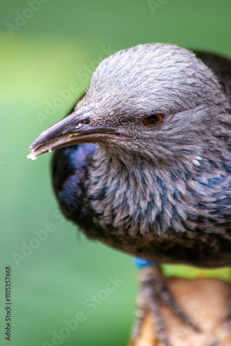 A gray-headed bird with a black body and wings sits on a branch. Close-up.