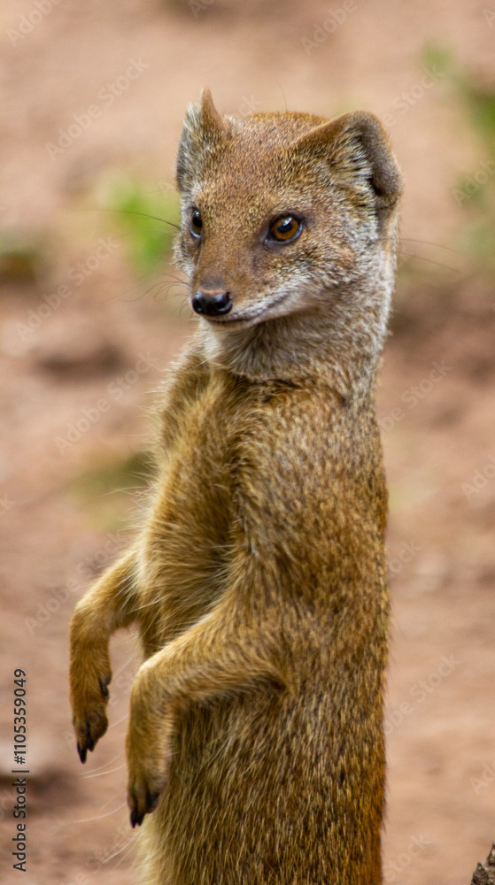 A yellow mongoose stands on its hind legs in the sand and looks out for prey. A yellow mongoose stands on its hind legs in the sand and looks out for prey.