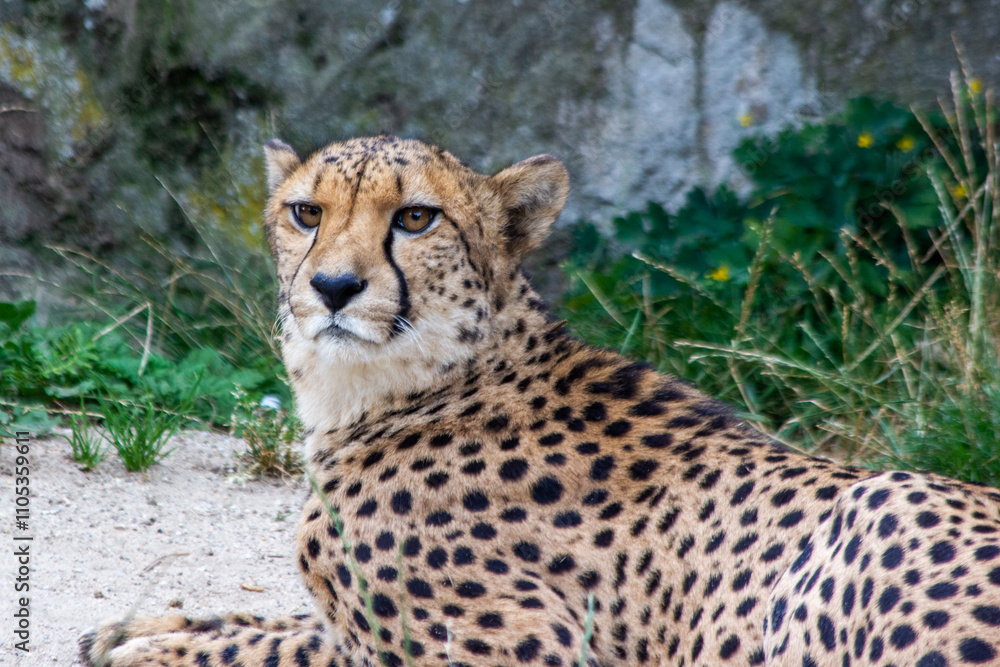 A cheetah lies, resting on the sand, against a background of green bushes and stones A cheetah lies, resting on the sand, against a background of green bushes and stones