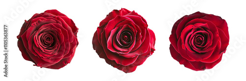 Obraz na płótnie Collection set of 3 red roses, top view from above isolated on transparent backgrounds, flowers symbols of love, Valentine's day or wedding png w salonie
