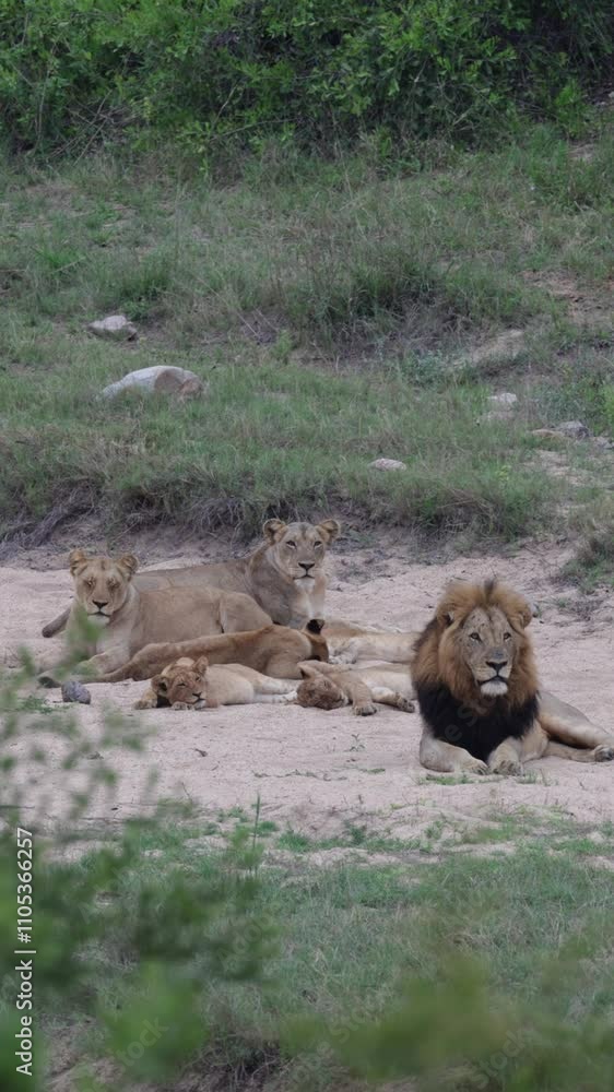 Vertical video - a full lion pride in a dry riverbed. Vertical video - a full lion pride in a dry riverbed.