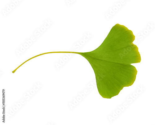 Obraz na płótnie Close-up one large green leaf of Ginko biloba on a transparent background. w salonie