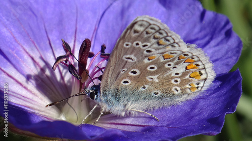 The common blue butterfly (Polyommatus icarus), male feeding on a purple geranium flower
