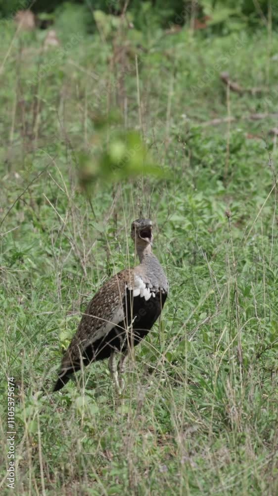 Vertical video - a red-crested Korhaan calling Vertical video - a red-crested Korhaan calling