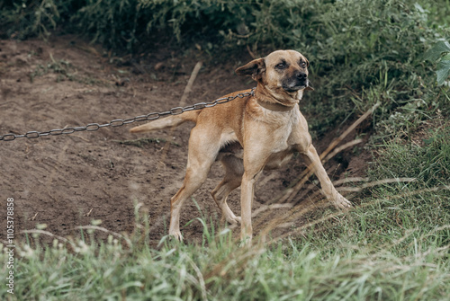 Dog tied on a chain outdoors. Sad dog