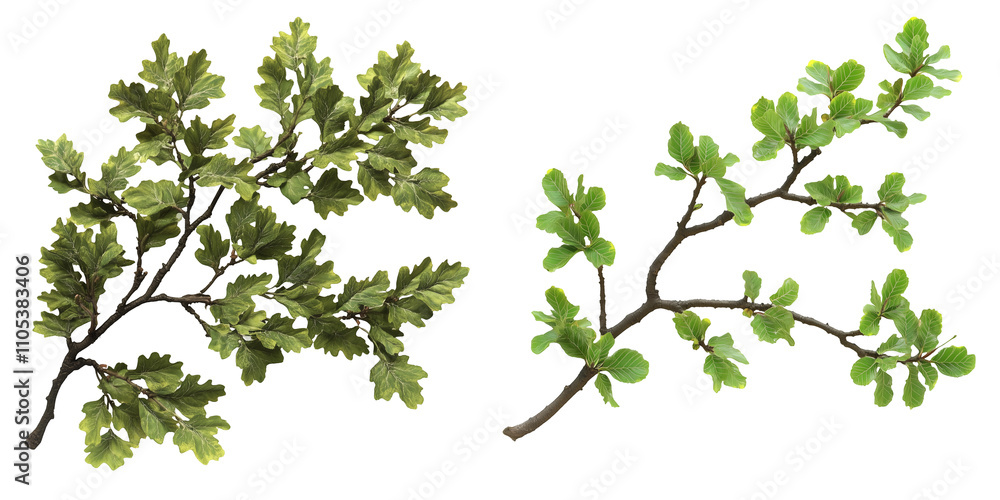 Oak Tree Branches with Vibrant Green Leaves and Natural Details, cutout, isolated on white background Oak Tree Branches with Vibrant Green Leaves and Natural Details, cutout, isolated on white background