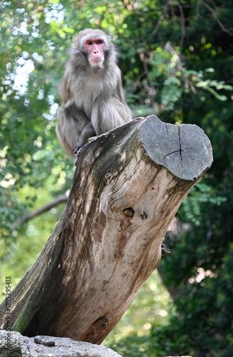 A barbary macaque sitting on a tree photo