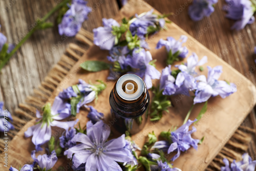 A brown bottle of herbal tincture with blue chicory flowers A brown bottle of herbal tincture with blue chicory flowers