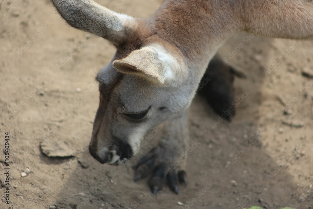 Closeup shot of a kangaroo digging in the sand at its zoo enclosure on a clear sunny day Closeup shot of a kangaroo digging in the sand at its zoo enclosure on a clear sunny day