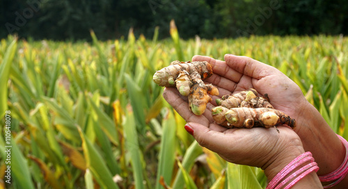 Turmeric plant field in India. Agriculture background of healthy and growing crop. 