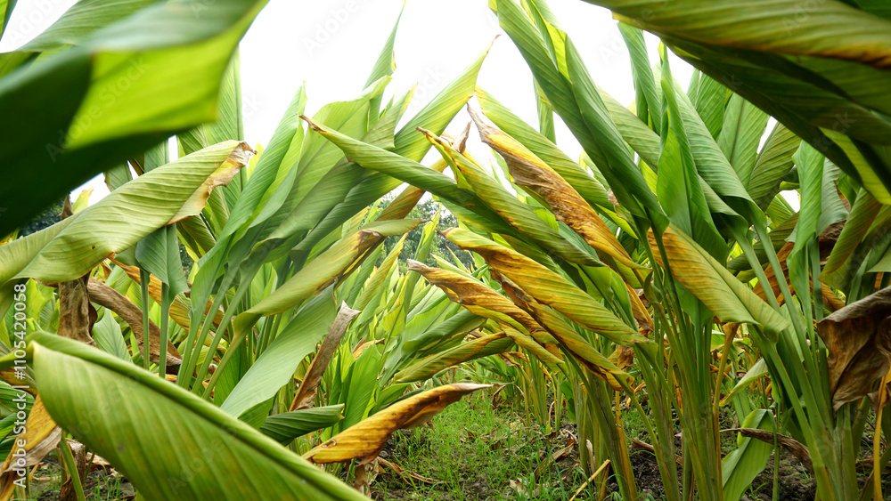 Obraz premium Turmeric plant field in India. Agriculture background of healthy and growing crop. 
