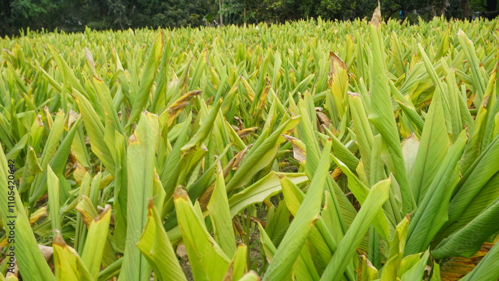 Obraz premium Turmeric plant field in India. Agriculture background of healthy and growing crop. 
