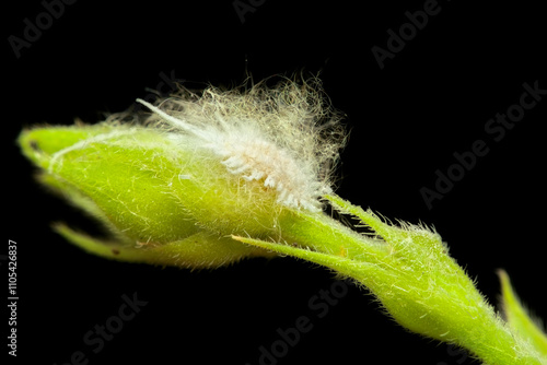 Planthopper larvae on the branch photo