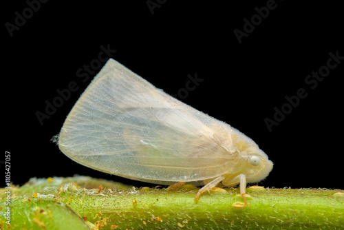 White planthopper on the branch photo