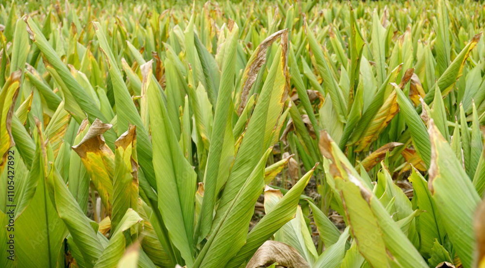 Obraz premium Turmeric plant field in India. Agriculture background of healthy and growing crop. 