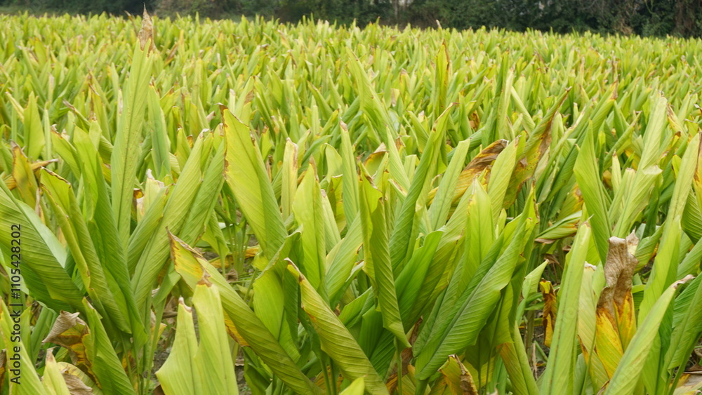 Turmeric plant field in India. Agriculture background of healthy and growing crop. Turmeric plant field in India. Agriculture background of healthy and growing crop.