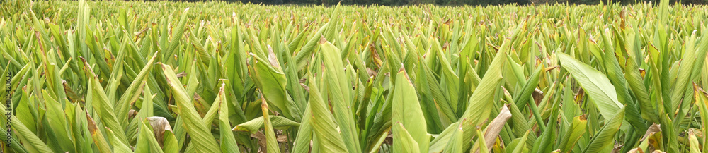 Obraz premium Turmeric plant field in India. Agriculture background of healthy and growing crop. 