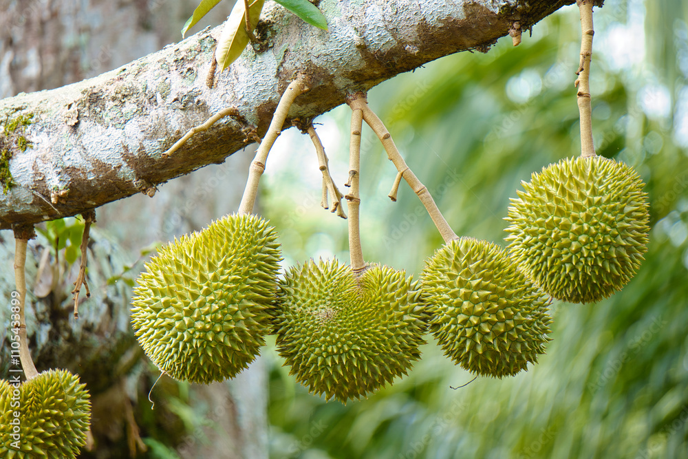 Several spiky, light-green durian fruits hang from a tree branch. Several spiky, light-green durian fruits hang from a tree branch.