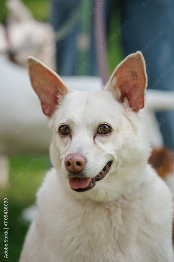 big white dog with pink nose and brown eyes is smiling. He's on leash. pet looks at camera and is happy walking in the park with the owner. big white dog with pink nose and brown eyes is smiling. He's on leash. pet looks at camera and is happy walking in the park with the owner.