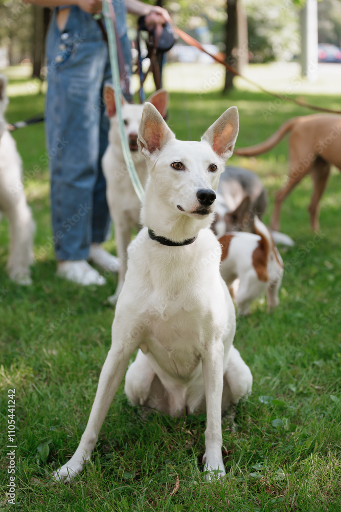 white dog is sitting on grass in park. dog is looking at camera and he is happy. other dogs in park as well, but the white dog is main focus of image. walk with owner in park. taking care of pets white dog is sitting on grass in park. dog is looking at camera and he is happy. other dogs in park as well, but the white dog is main focus of image. walk with owner in park. taking care of pets