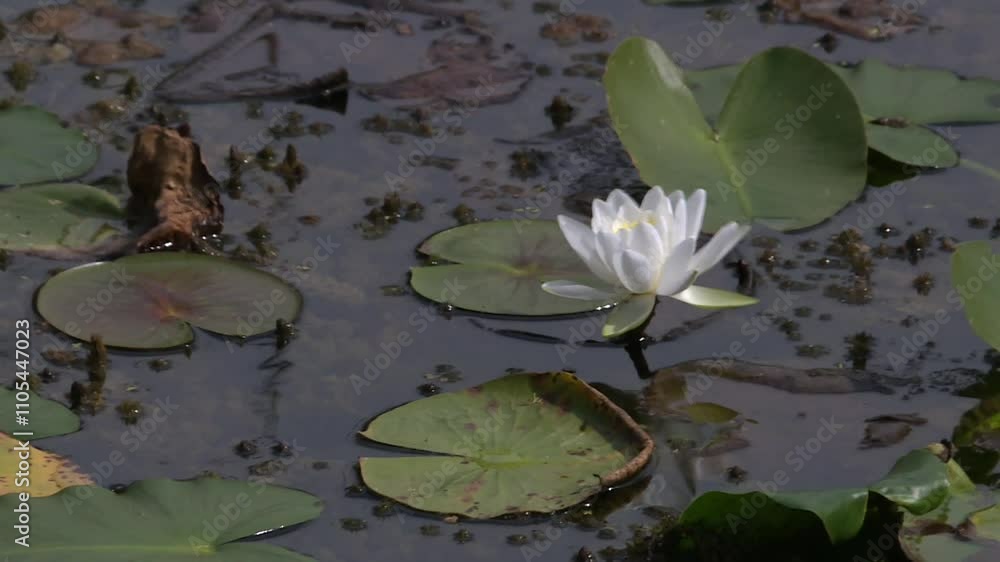 White Water Lily Gracefully Floating on Still Pond Among Lush Green Lily Pads White Water Lily Gracefully Floating on Still Pond Among Lush Green Lily Pads