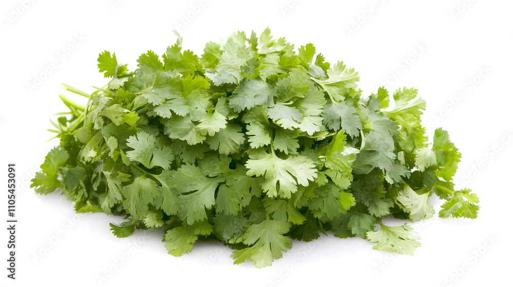 Fresh cilantro bunch isolated on white background. Fresh cilantro bunch isolated on white background.