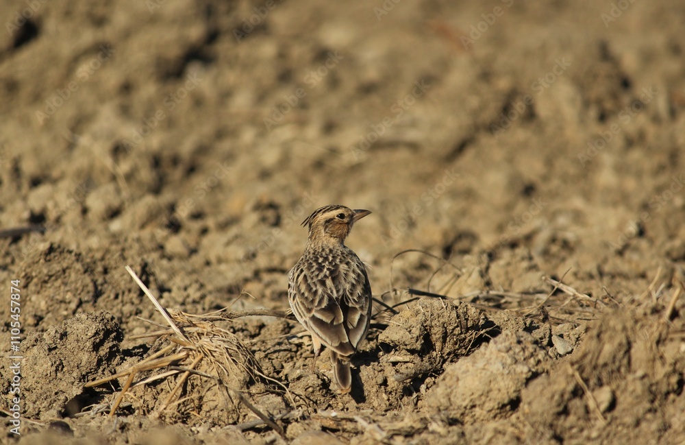 Lark standing on the ground. Selective focus. Bird background. Lark standing on the ground. Selective focus. Bird background.