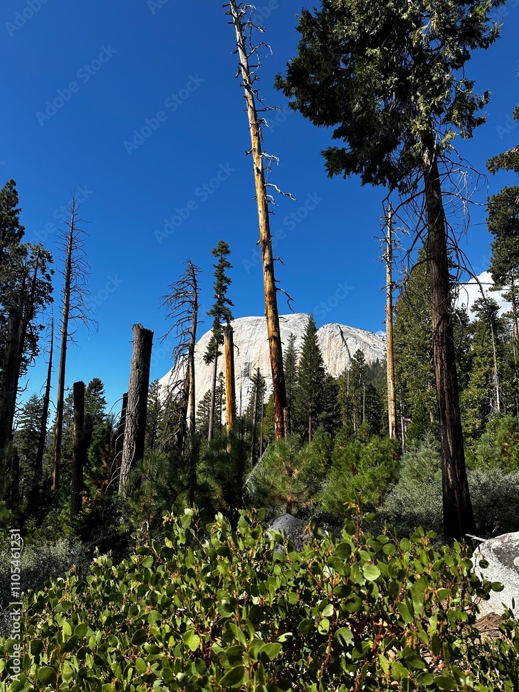 Fototapeta premium Walking through a sub-alpine forest (Yosemite National Park, California, USA)