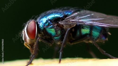 Close up macro of fly eating banana.