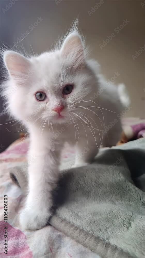 Gato blanco adorable pelusa oajazos Gato blanco adorable pelusa oajazos