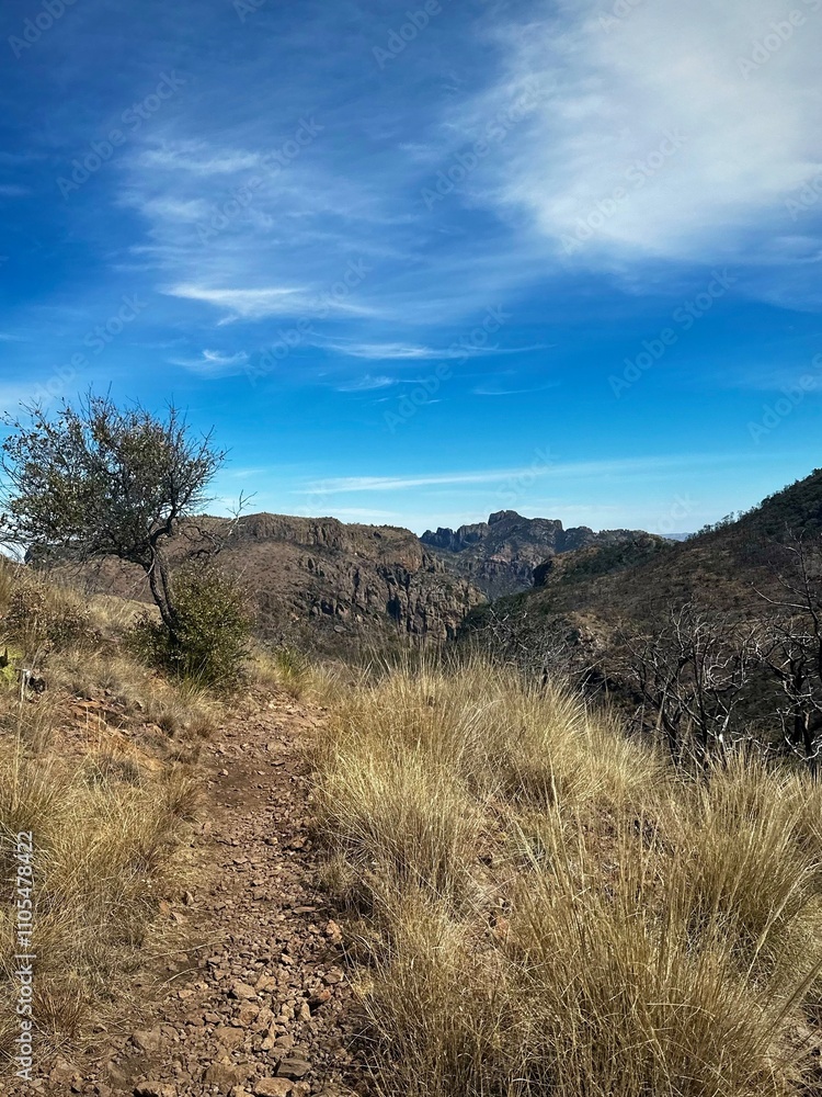 A grassy section of trail on a hot day (Big Bend National Park, Texas, USA) A grassy section of trail on a hot day (Big Bend National Park, Texas, USA)