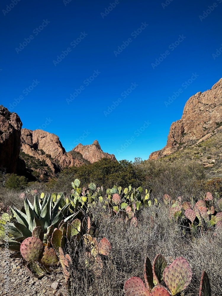 Colorful cacti on a popular trail (Big Bend National Park, Texas, USA) Colorful cacti on a popular trail (Big Bend National Park, Texas, USA)