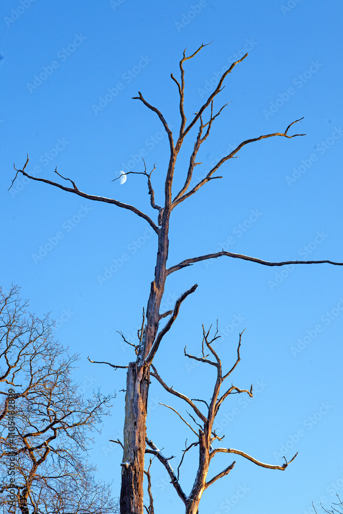 Bare tree against a clear blue sky with the moon visible, creating a stark and tranquil winter scene Bare tree against a clear blue sky with the moon visible, creating a stark and tranquil winter scene