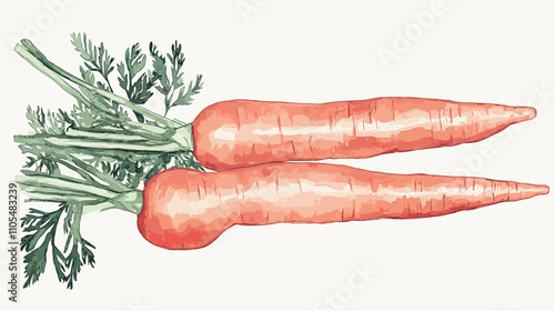 Watercolor carrot hand drawn isolated on white. Food illustration vegetable carrots for menu design, kitchen utensils, logo, printing Set of ripe carrots. Watercolor bright hand-drawn illustration