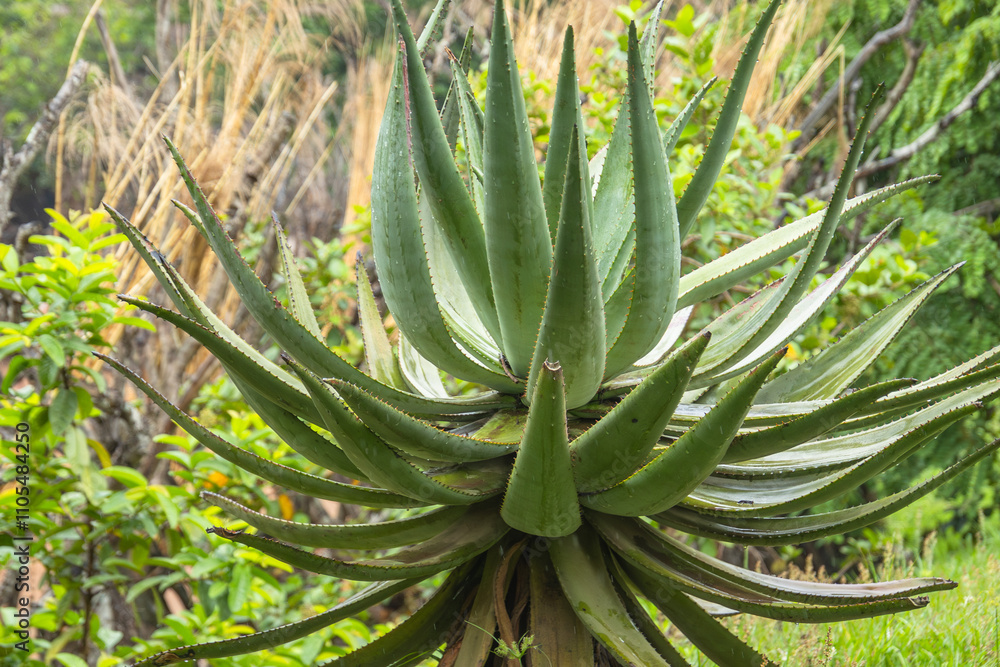 Fototapeta premium plante aloe, en gros plan