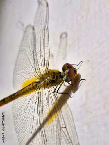 close up of dragonfly