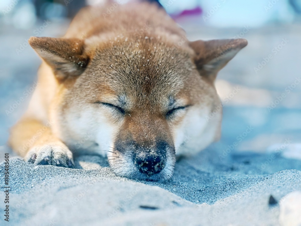 custom made wallpaper toronto digitalAdorable red Shiba Inu dog peacefully sleeping on a cozy bed in a bright, stylish bedroom. High-quality, pet-friendly image perfect for home decor or lifestyle projects. Copy space