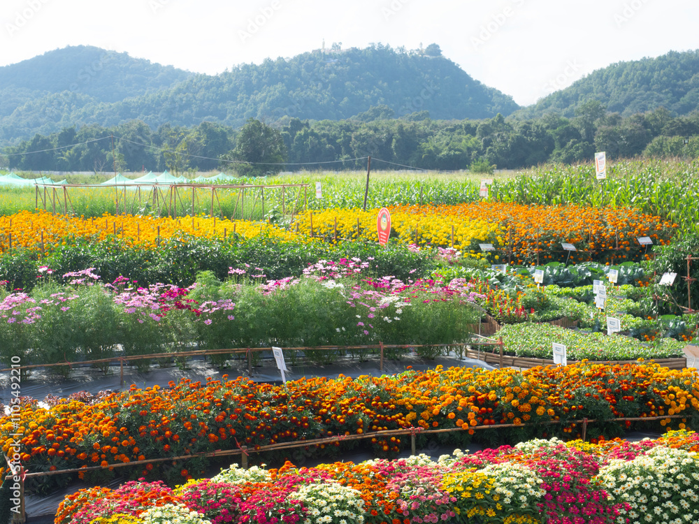 CHIANGMAI - NOVEMBER 28, 2024 : The National Agricultural Fair of the Northern Region is held annually at Mae Hia.