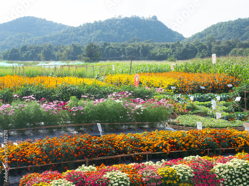 Obraz na płótnie CHIANGMAI - NOVEMBER 28, 2024 : The National Agricultural Fair of the Northern Region is held annually at Mae Hia. w salonie