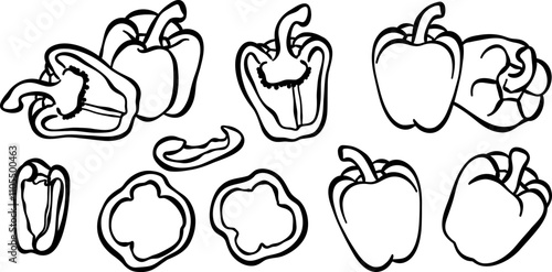 Pepper or paprika vector illustration, line art hand drawn vegetable ink doodle set, isolated