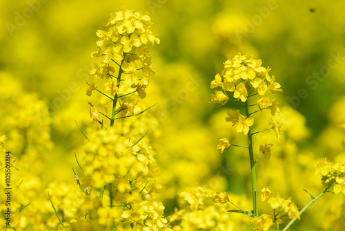 東京都内 春の菜の花