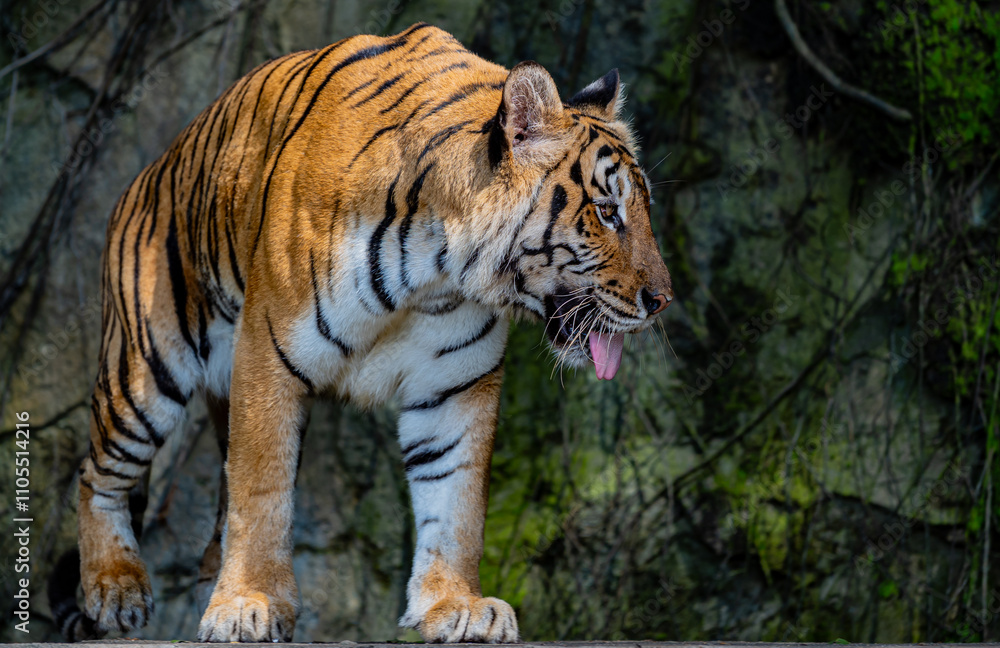 Obraz premium Tigers, wildlife conservation animals, near extinction