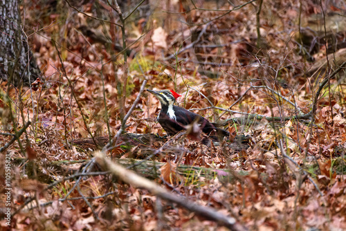 The pileated woodpecker ( Dryocopus pileatus).The bird native to North America. photo