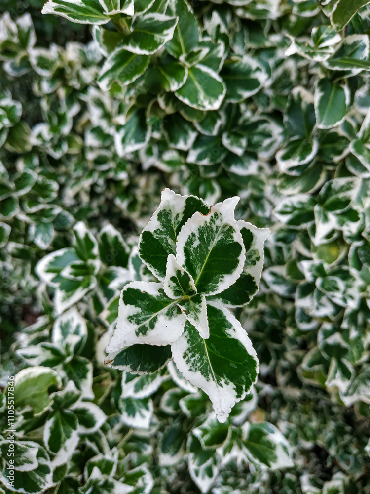 Euonymus fortunei, the spindle, Fortune's spindle, winter creeper with a color of Emerald Gaiety close-up shot of leaves with selected focus Euonymus fortunei, the spindle, Fortune's spindle, winter creeper with a color of Emerald Gaiety close-up shot of leaves with selected focus