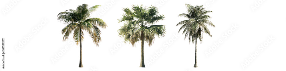 Fototapeta premium Palm tree isolated on transparent background, Set of