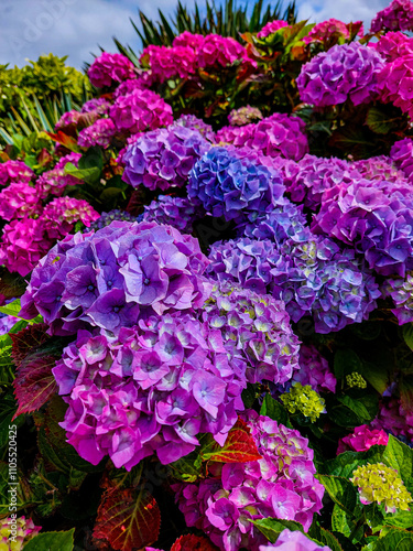 Purple hydrangea flowers in the garden on a sunny day