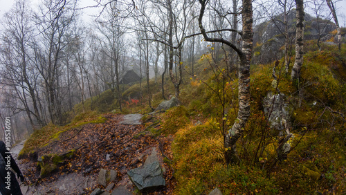 Misty Forest with Bare Trees and Moss