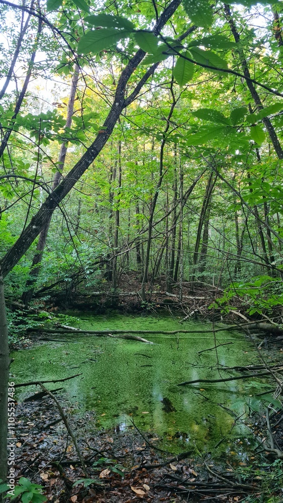 Une molière inondée dans une forêt de châtaigniers de la vallée de Chevreuse à l'automne Une molière inondée dans une forêt de châtaigniers de la vallée de Chevreuse à l'automne