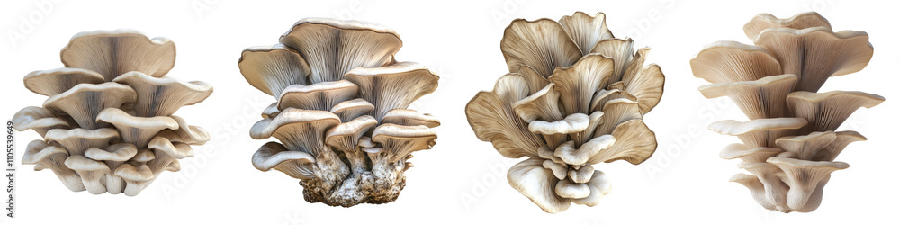Oyster mushroom isolated on transparent background, Set of