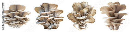 Oyster mushroom isolated on transparent background, Set of